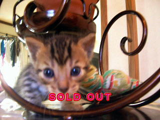               SOLD OUT 