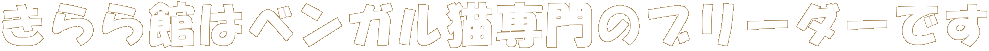 �����ق̓x���K���L���̃u���[�_�[�ł�