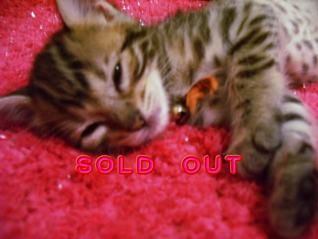        SOLD  OUT