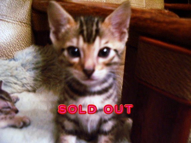             SOLD OUT 
